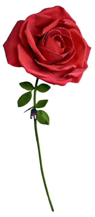 ดอกกุหลาบขนาดใหญ่ XXL - กุหลาบเป็นของขวัญสำหรับผู้หญิง